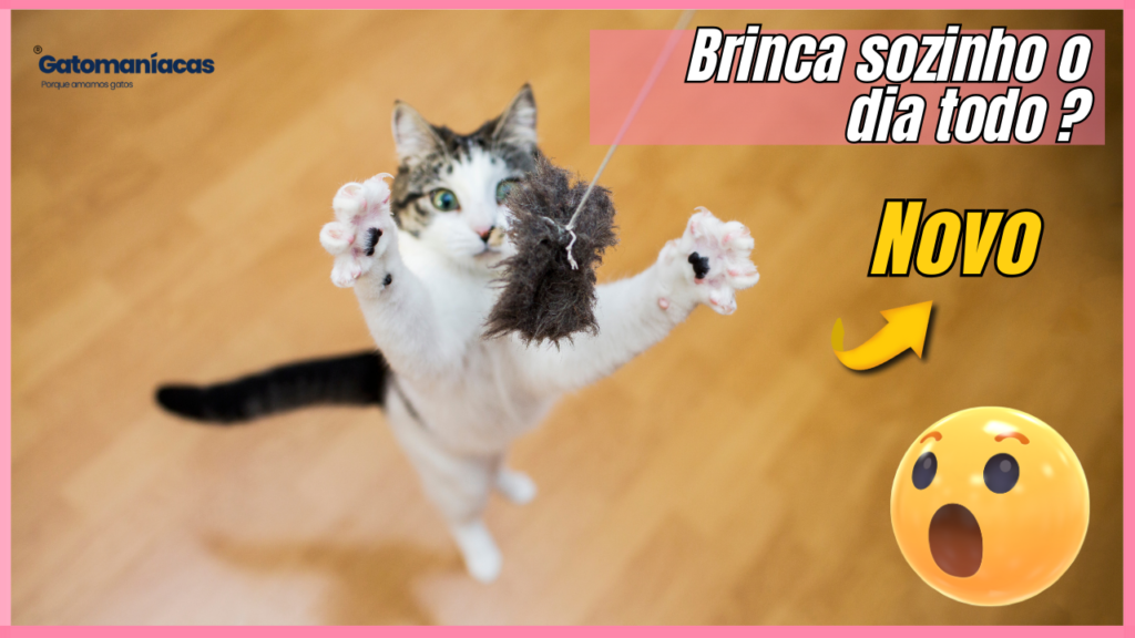 Brinquedos para gatos brincarem sozinhos: Os melhores