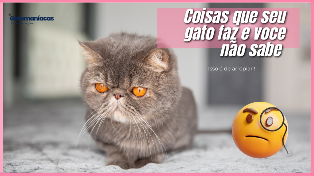Curiosidades sobre gatos