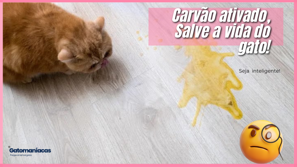 Carvão ativado para gatos: Salve a vida do seu gato
