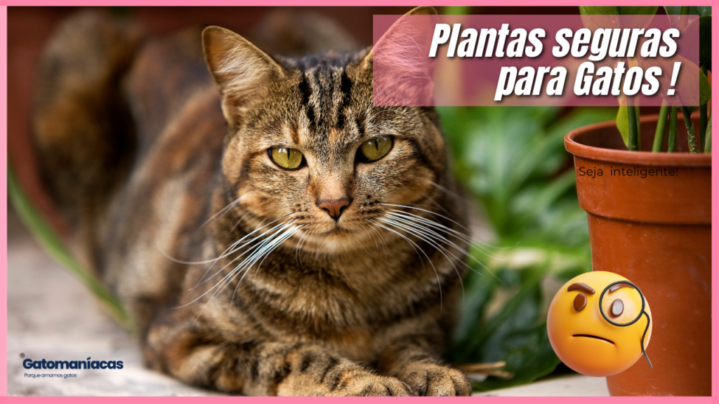 pet friendly – Saiba as plantas mais seguras para os Gatos